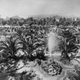 Illustration for article titled Before the Walk of Fame, Lemon Groves Surrounded Hollywood Vine